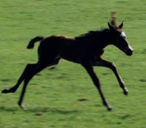 エクワインハウスのアイコン